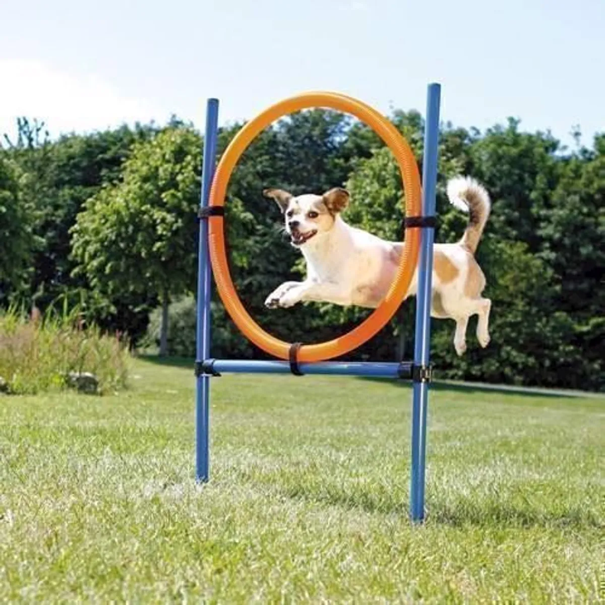 Agility ring til spring - agility hjul