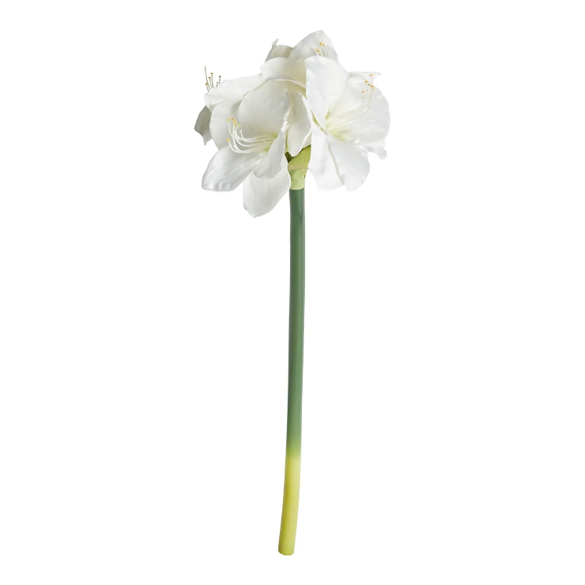 AMARYLLIS STILK HVID