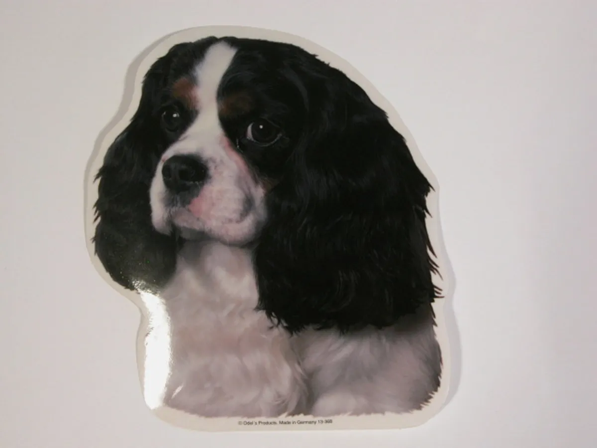 Cavalier King Charles Spaniel, Sort, hv. Vælg: klistermærke, nøglering, broche, slipsenål, mm.