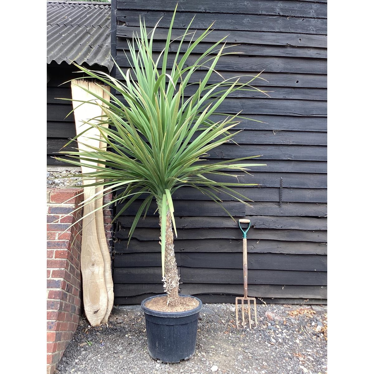 Cordyline Australis