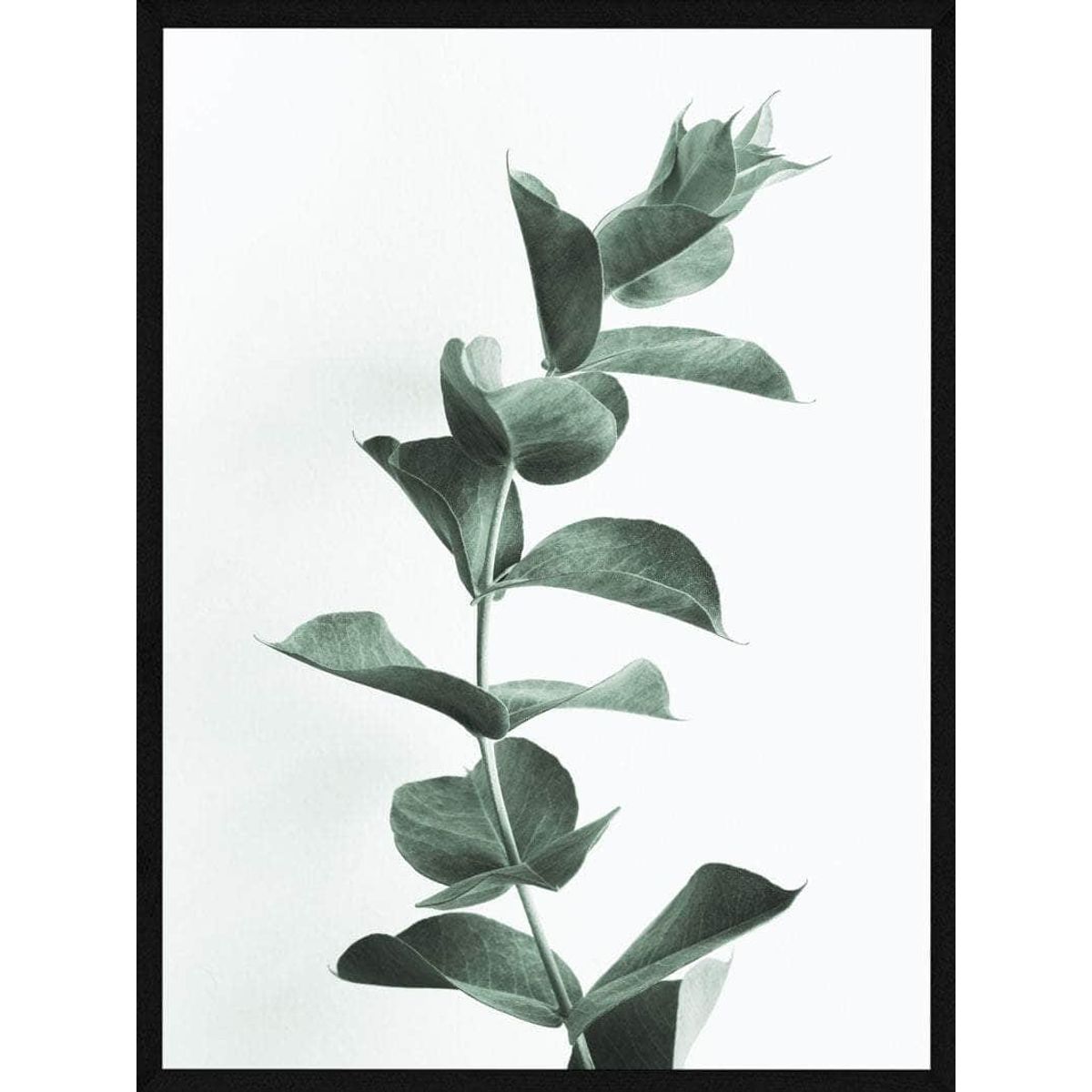 Eucalypsus plakat