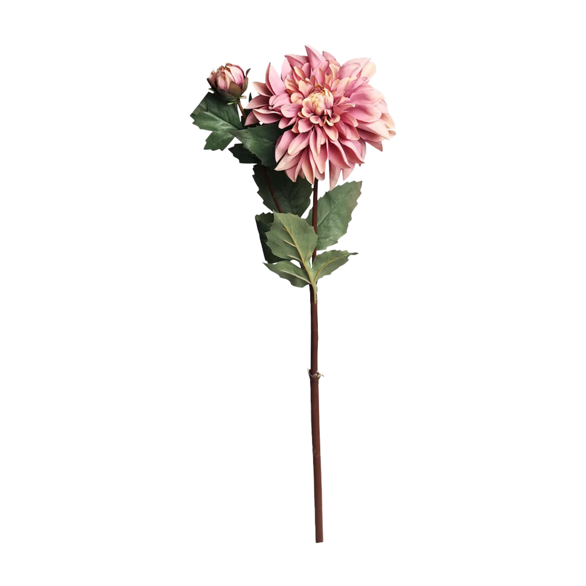 FLEUR Dahlia gammel rosa