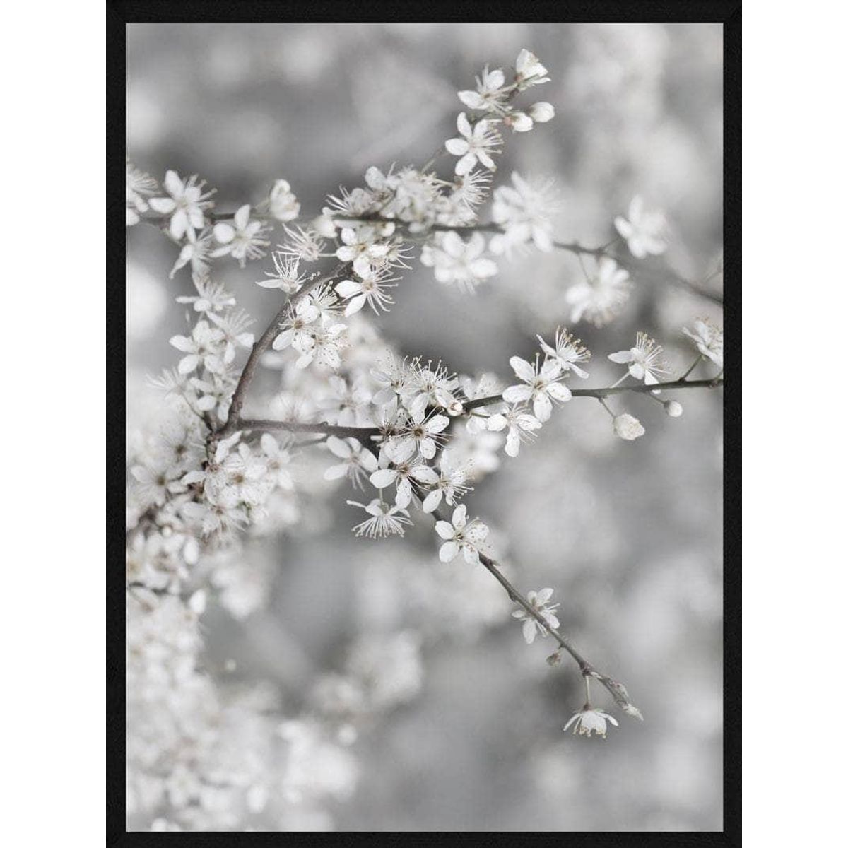 Gren med hvide blomster plakat