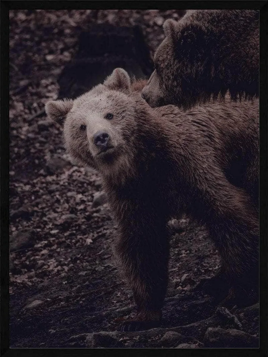 Grizzlybjørne unge - Plakat