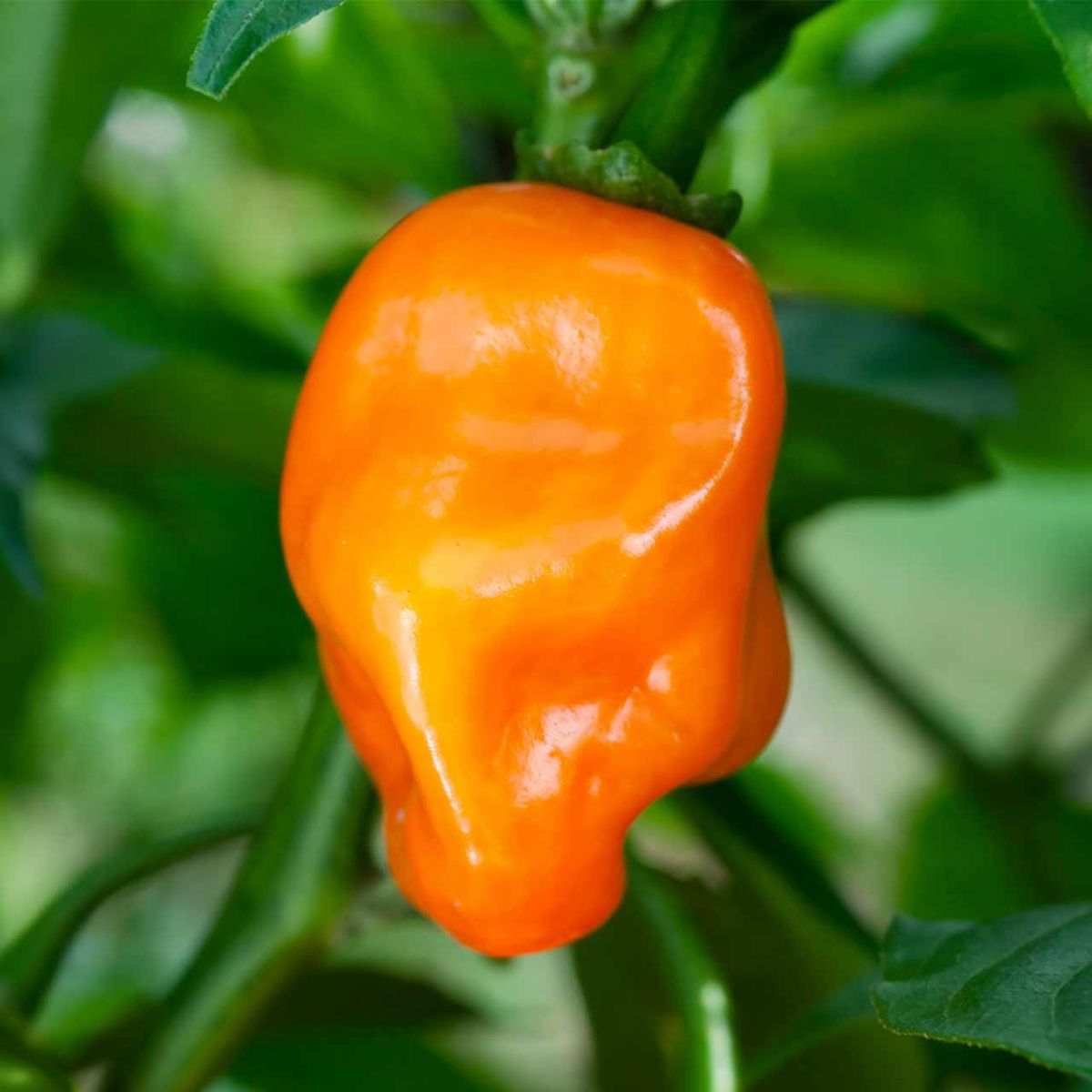 Habanero Orange