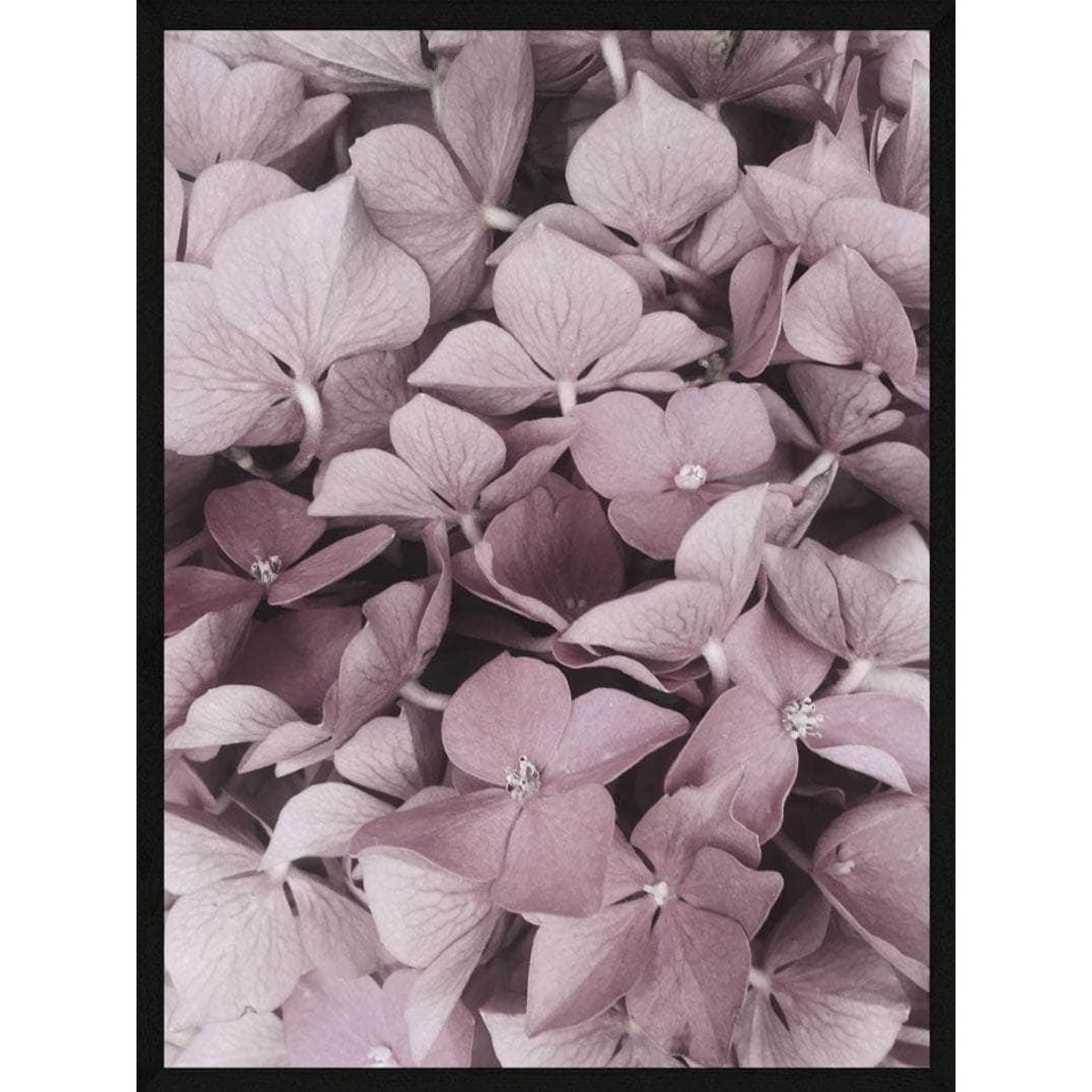 Hortensia plakat