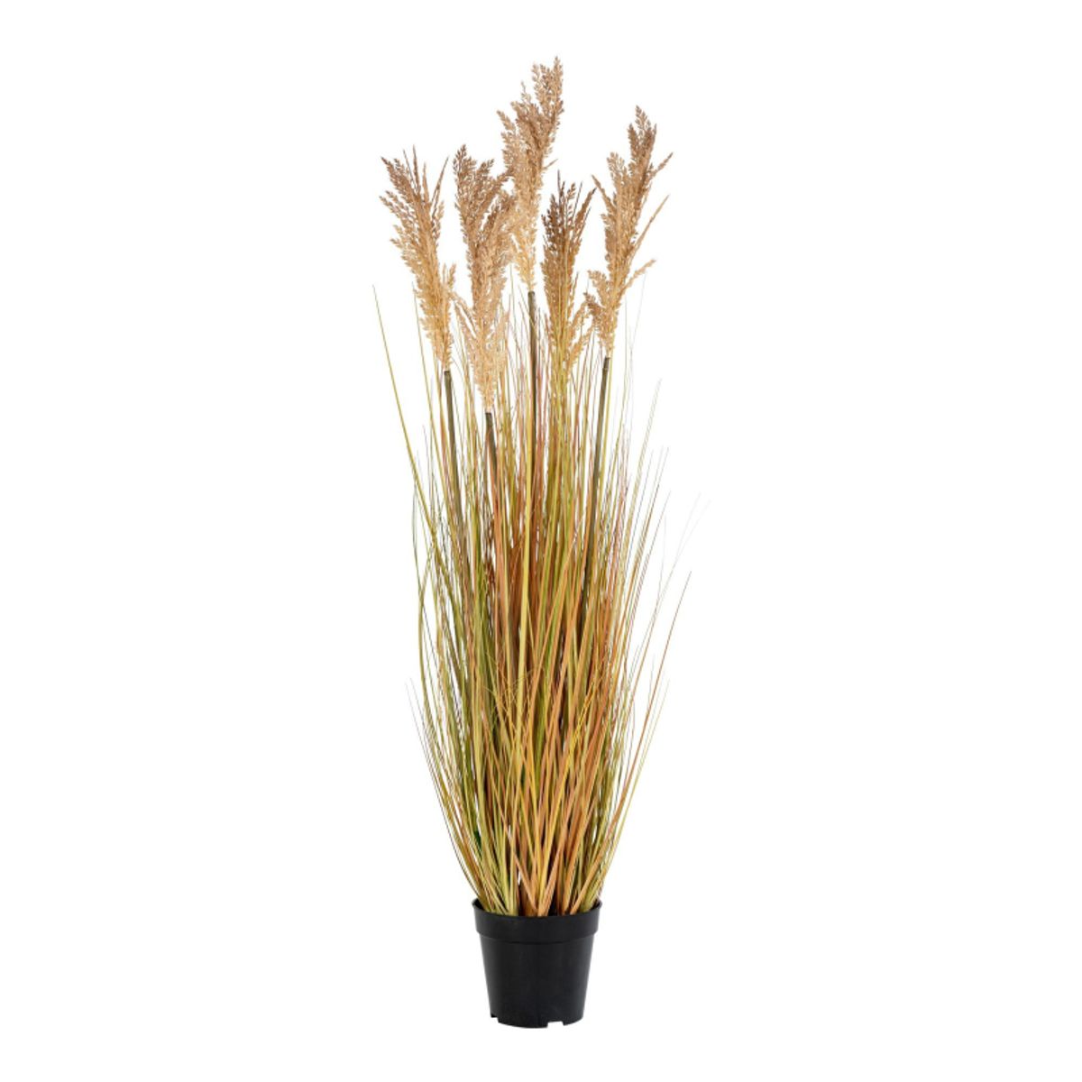 House Nordic Sorghum Grass