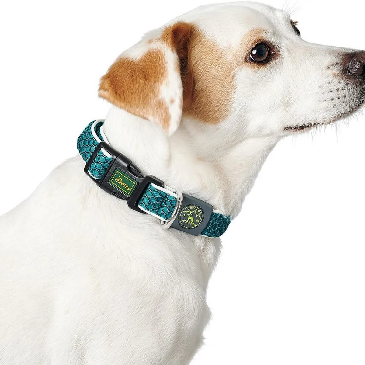 Hundehalsbånd Hunter Basic Gevind Størrelse M Lime (33-50 cm)