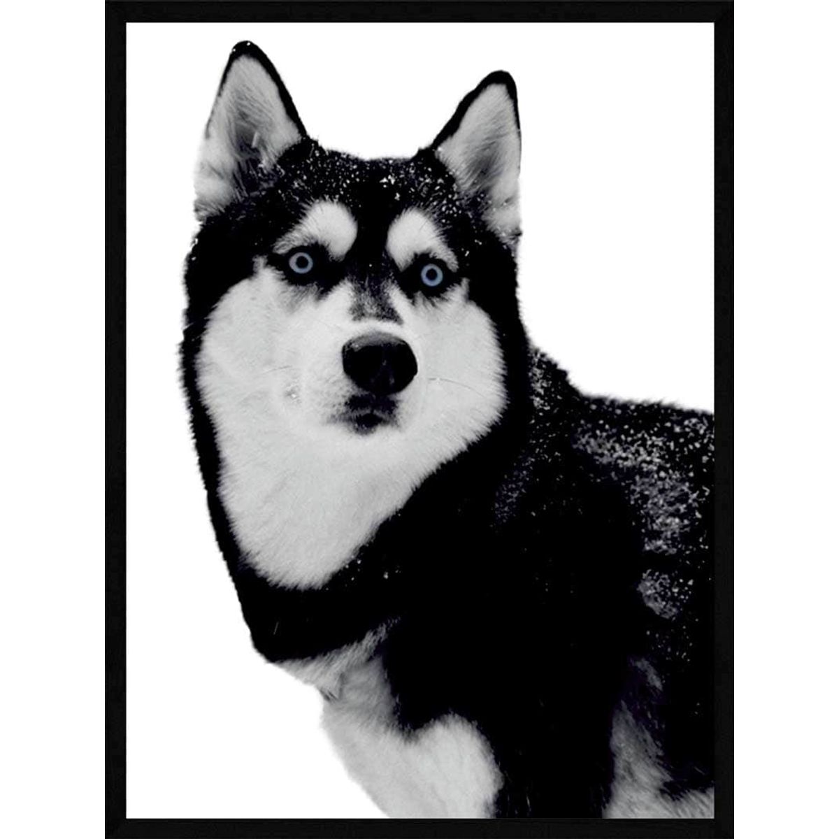 Husky - Plakat