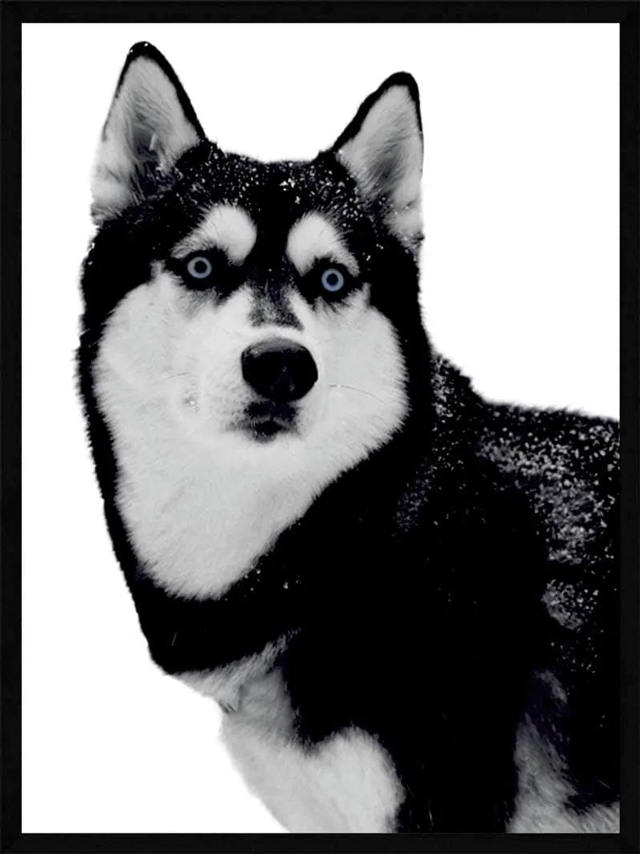 Husky - Plakat