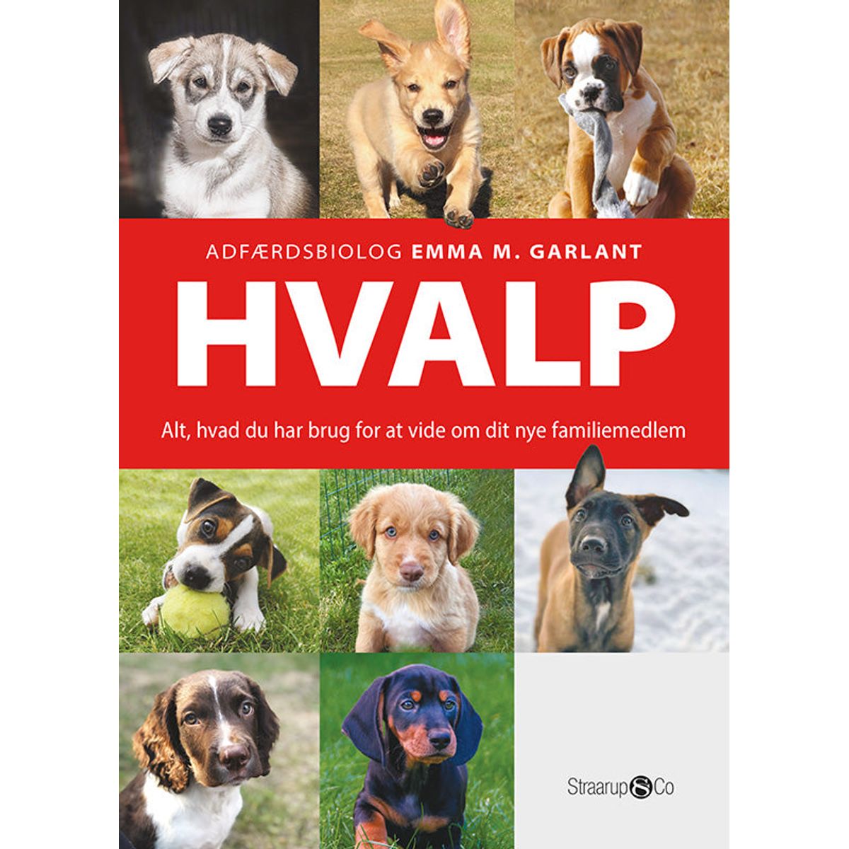 Hvalp