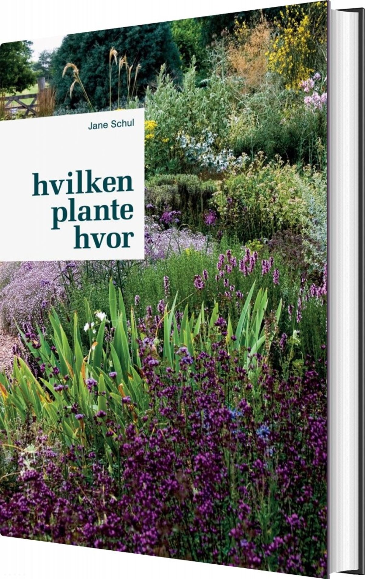 Hvilken Plante Hvor - Jane Schul - Bog