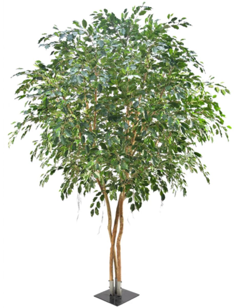 Kunstigt Ficus Exotica træ H400 cm