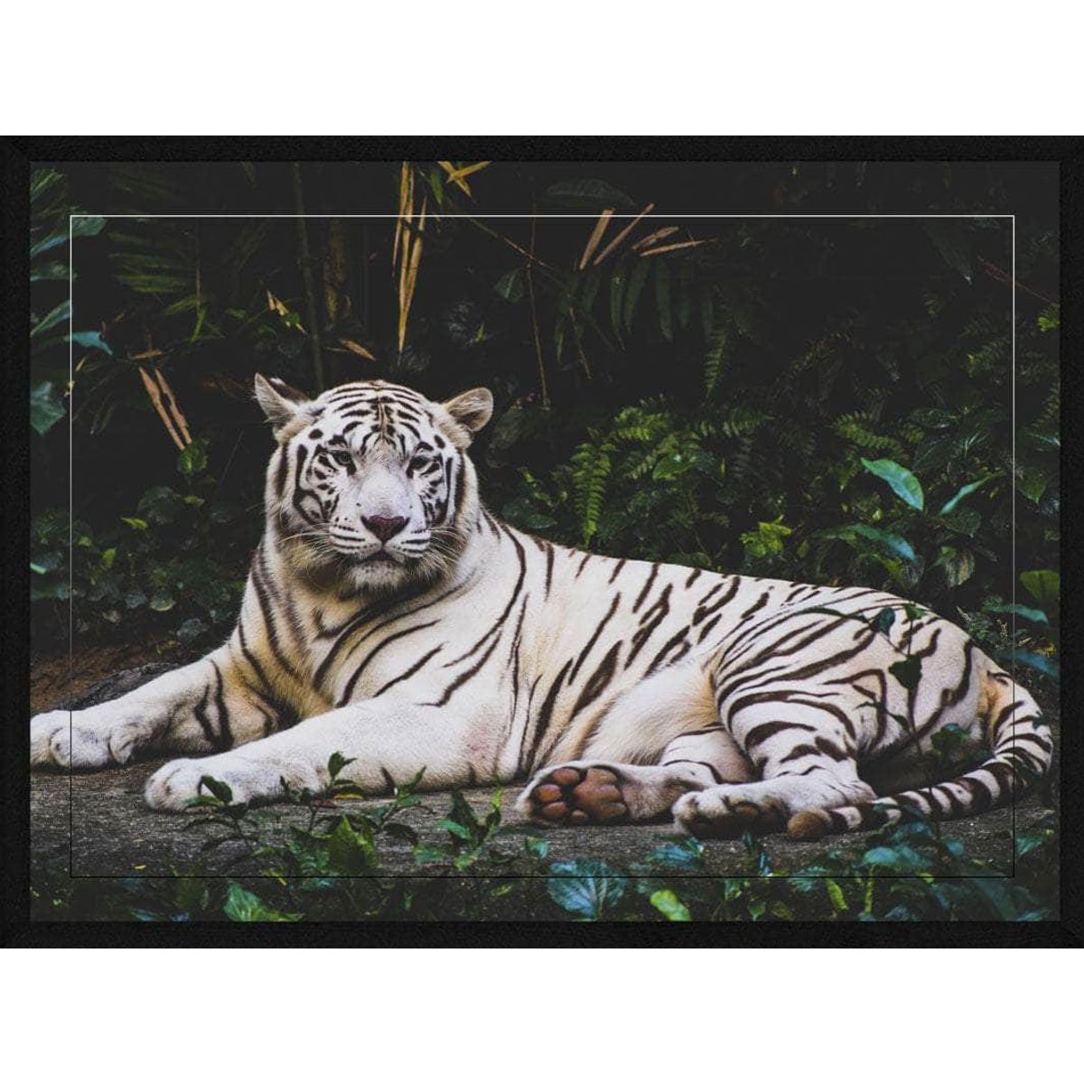 Liggende hvid tiger - Plakat