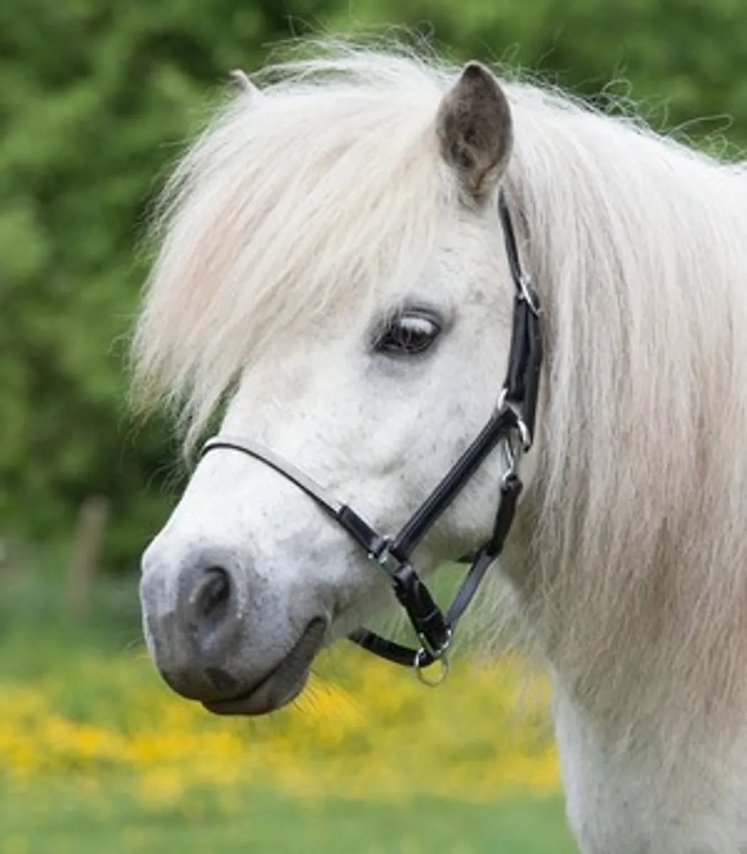 Lædergrime "Little Diamond" - shetland