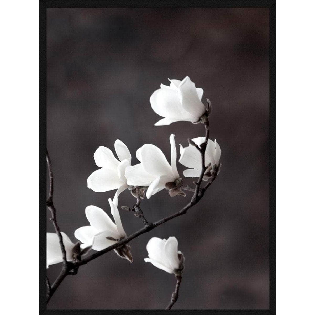 Magnolia blomster plakat