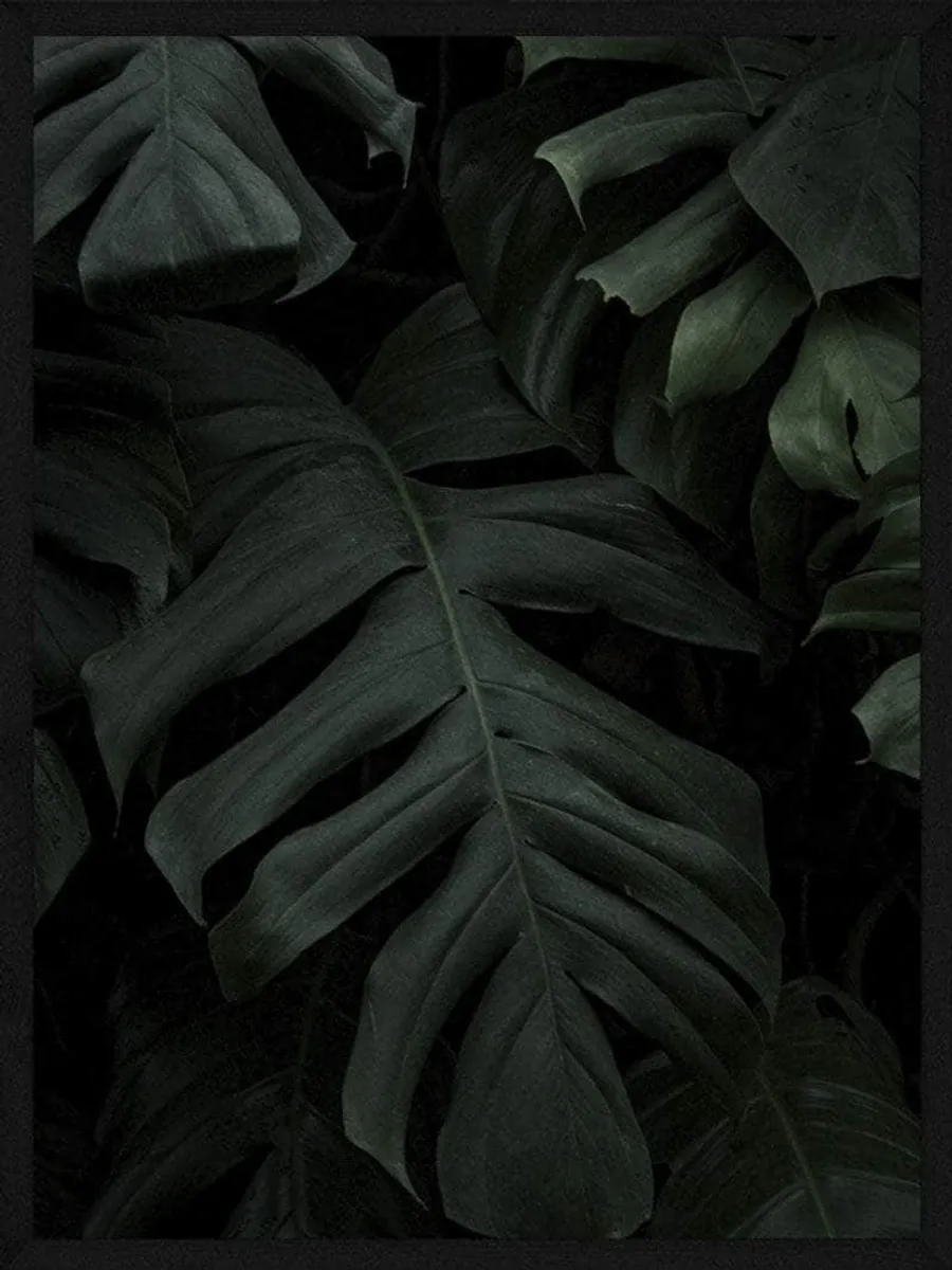 Monstera plakat