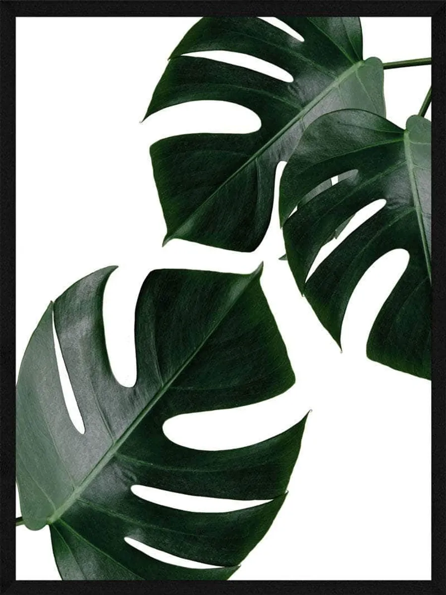 Monstera - Plakat