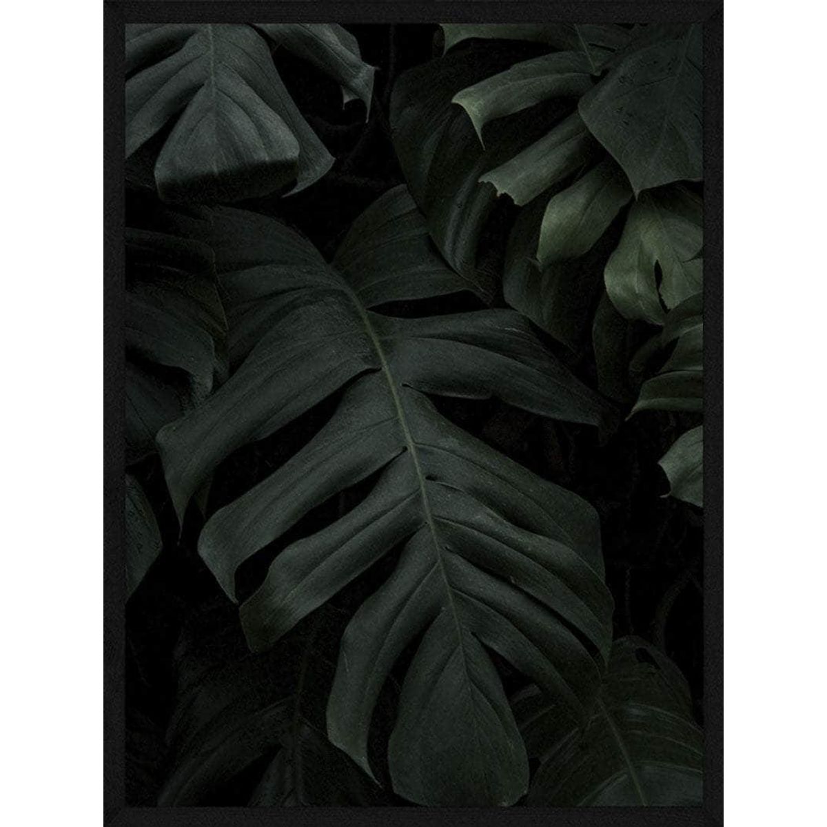 Monstera plakat