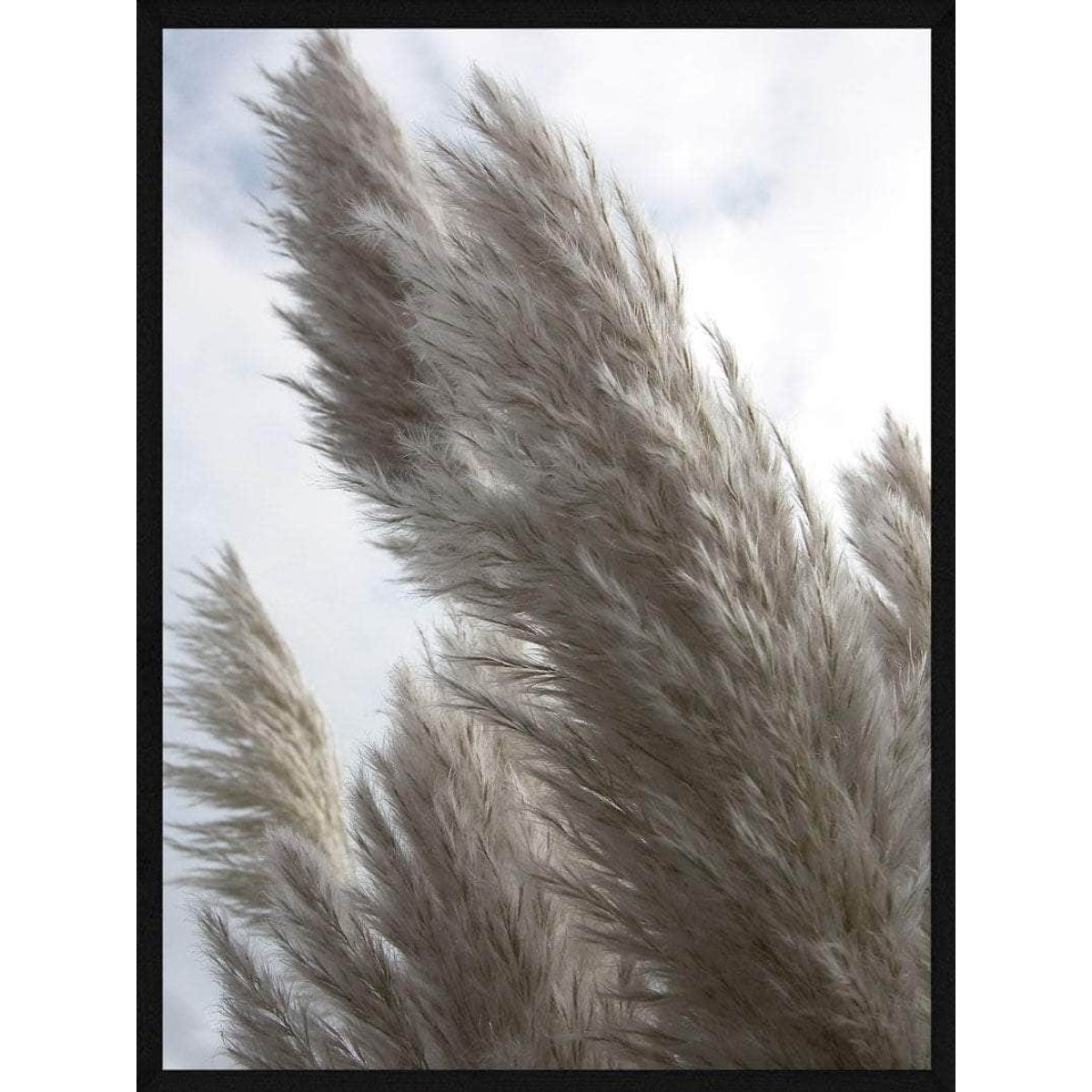 Pampas i beige plakat