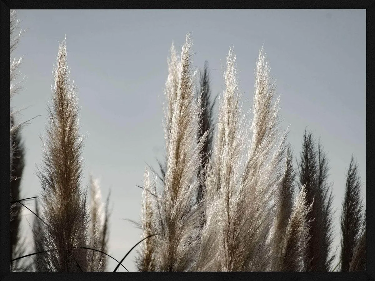 Pampas i græs plakat