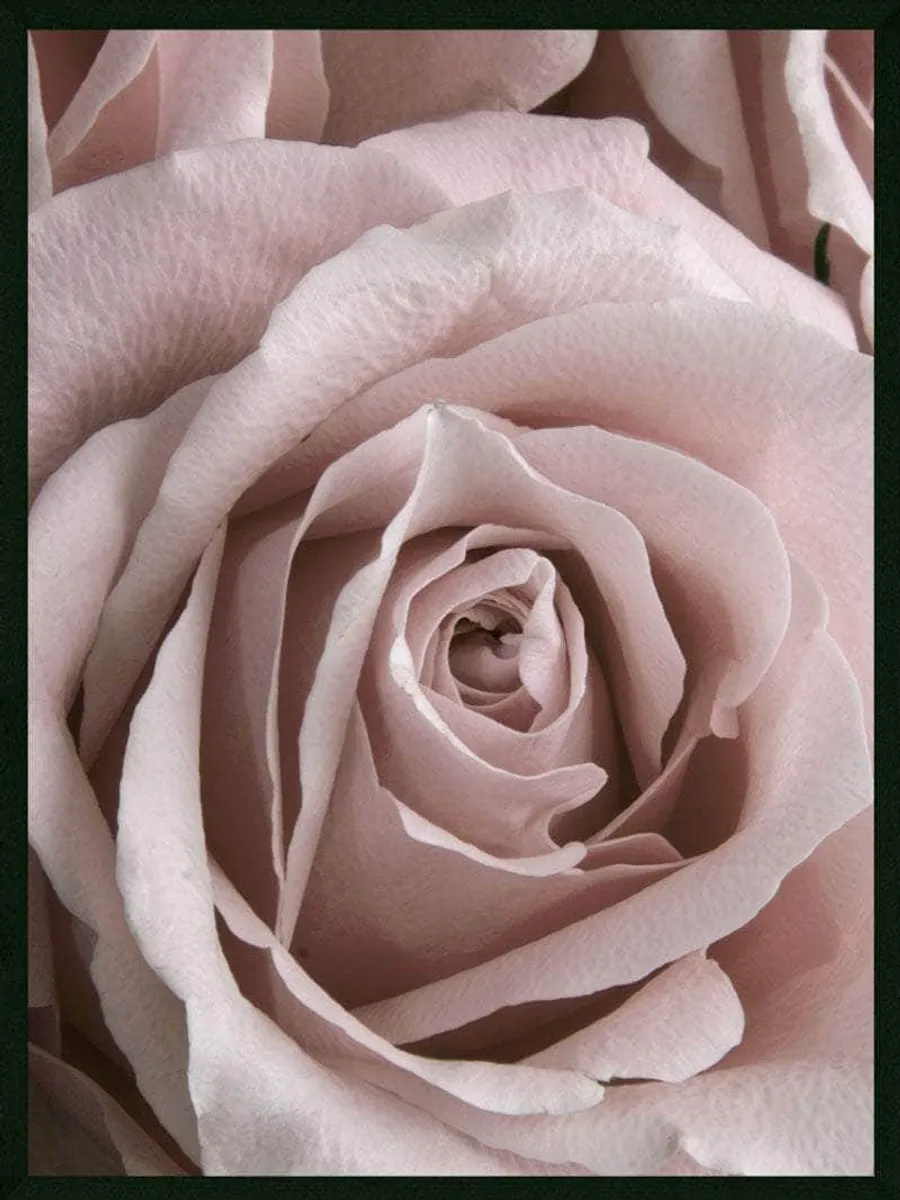 Rose closeup plakat