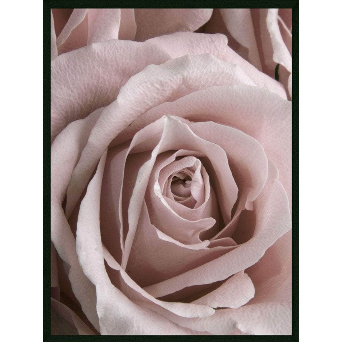 Rose closeup plakat