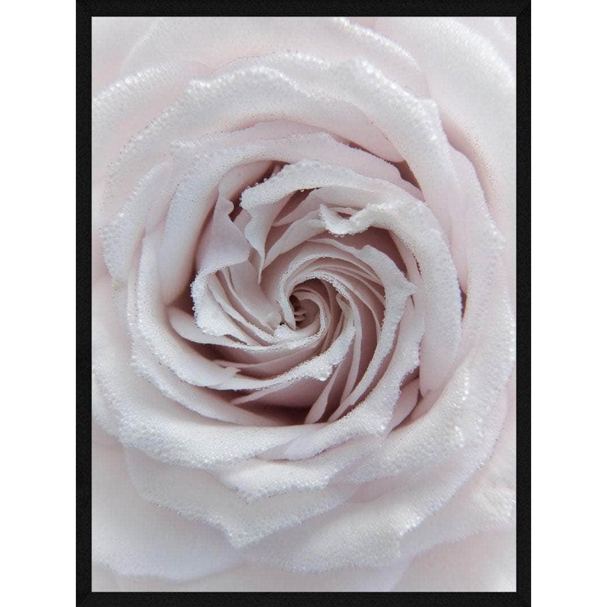 Rose closeup plakat