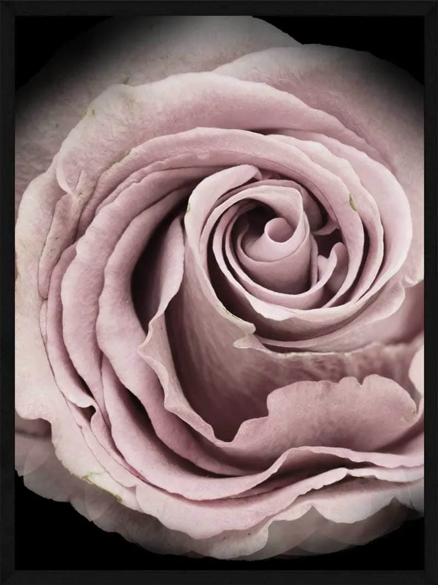 Rose - Plakat