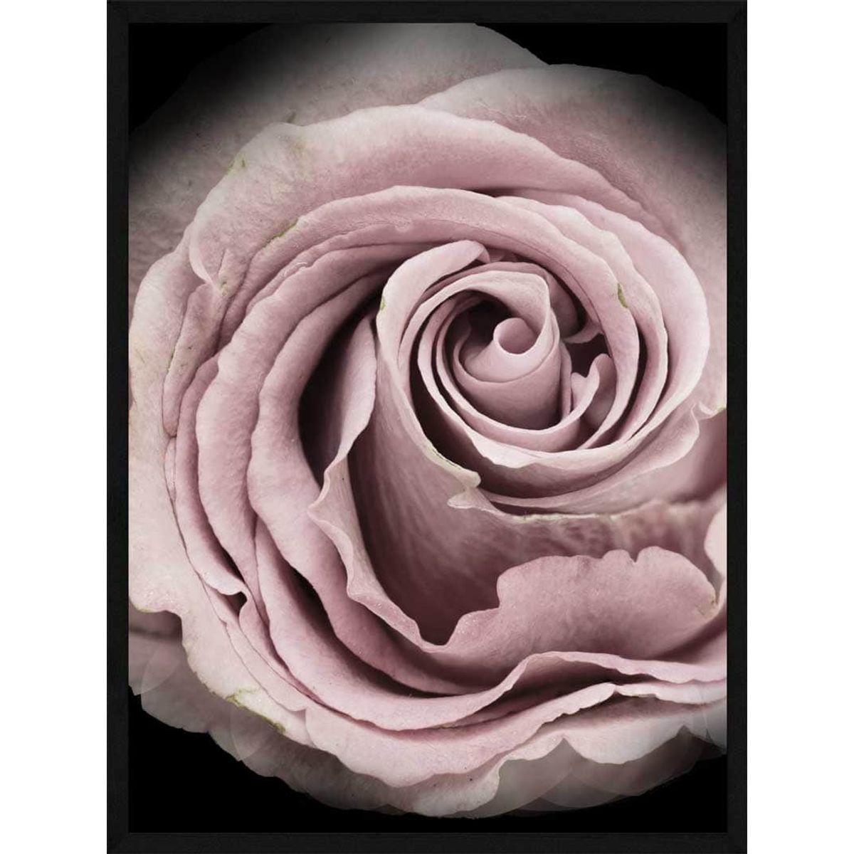 Rose - Plakat