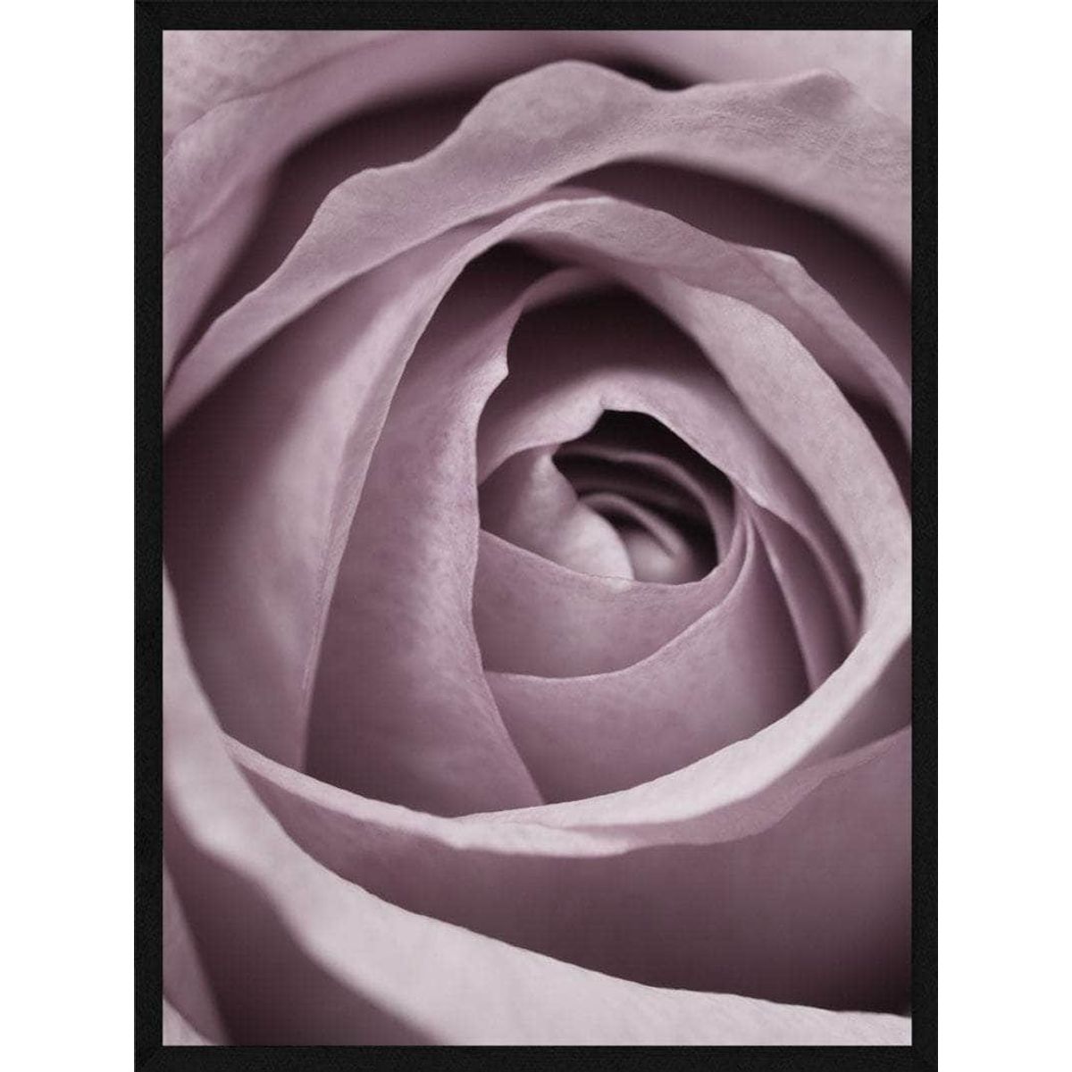 Rose spiral plakaten