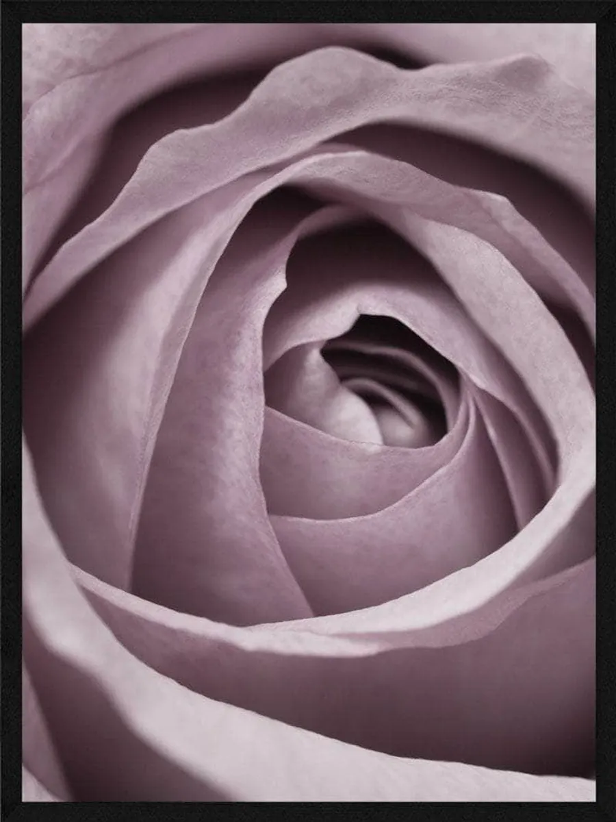 Rose spiral plakaten