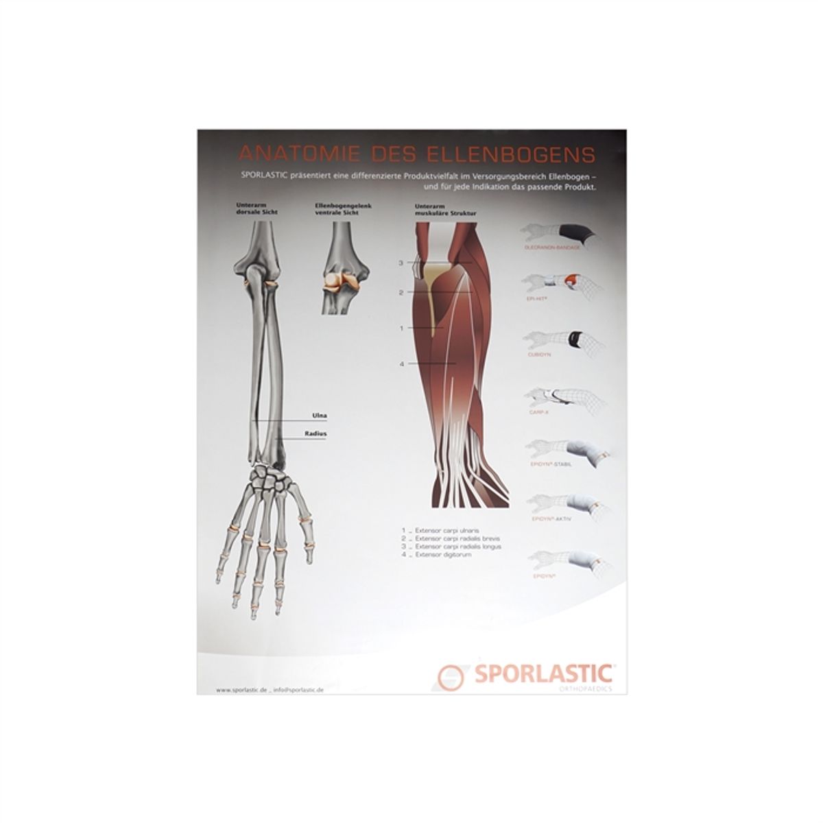 Sporlastic anatomisk plakat - albue, 59,4 x 84,1 cm