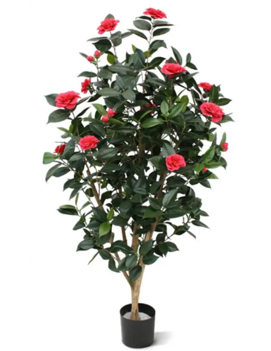 Stor kunstig Camelia Japonica plante H150 cm - Grøn/Rosa