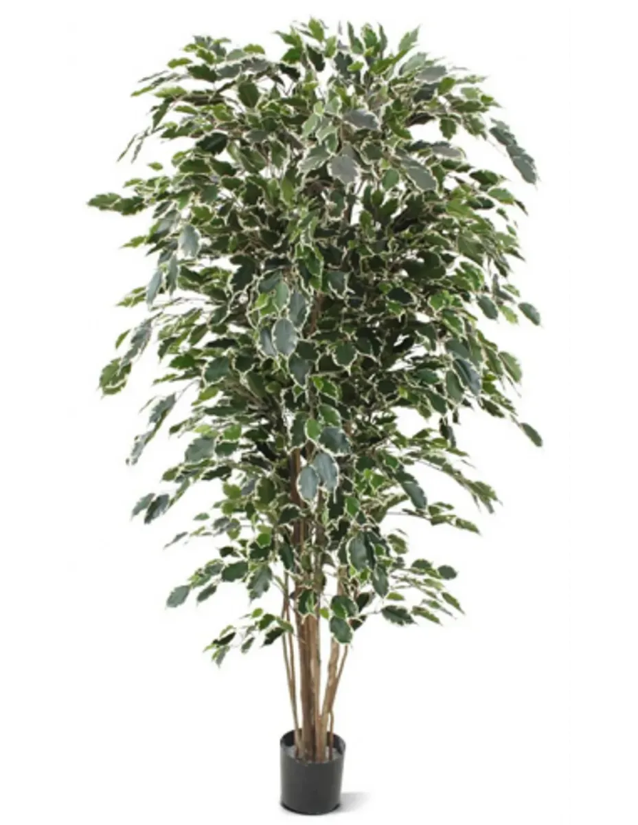 Stor kunstig Ficus plante H180 cm - Grøn