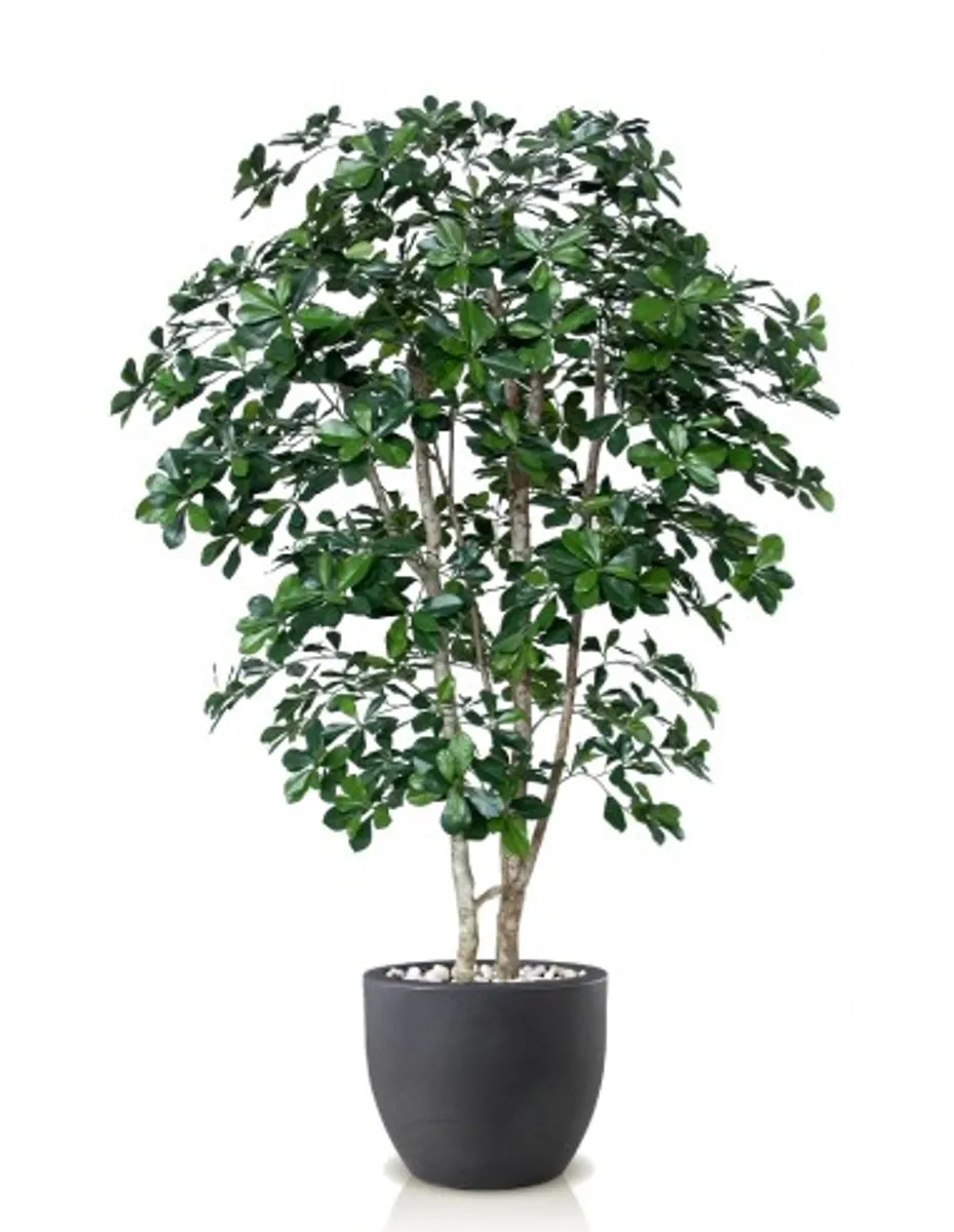 Stort kunstigt Buxifolia træ med potte H180 cm