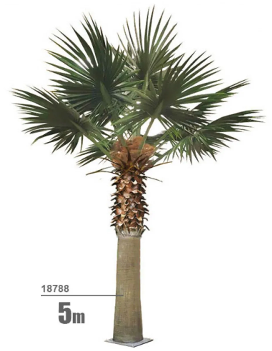 Stort kunstigt Washington palme træ H500 cm