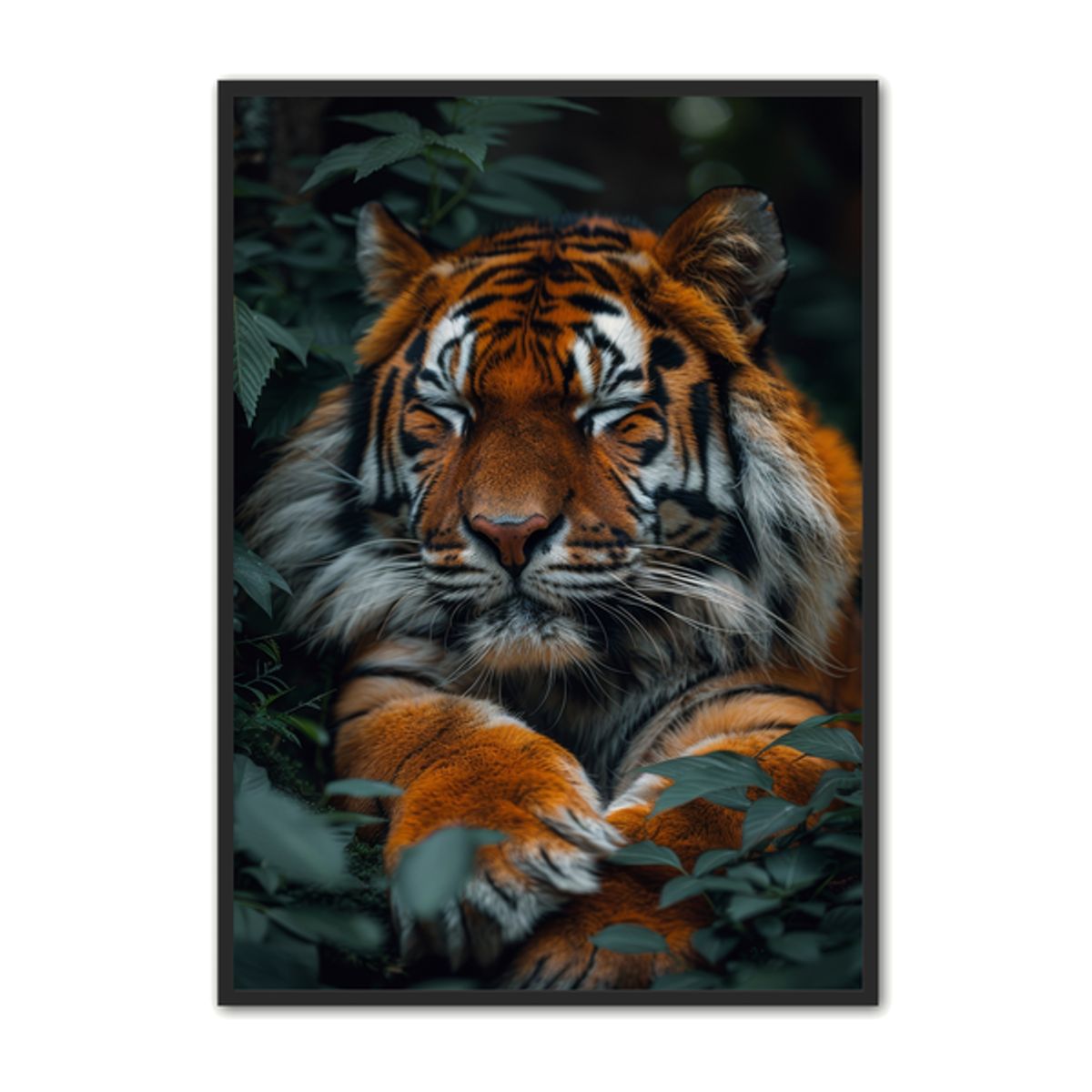 Tiger Plakat 21 - Dyreplakater