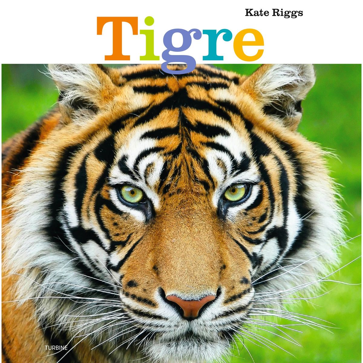 Tigre