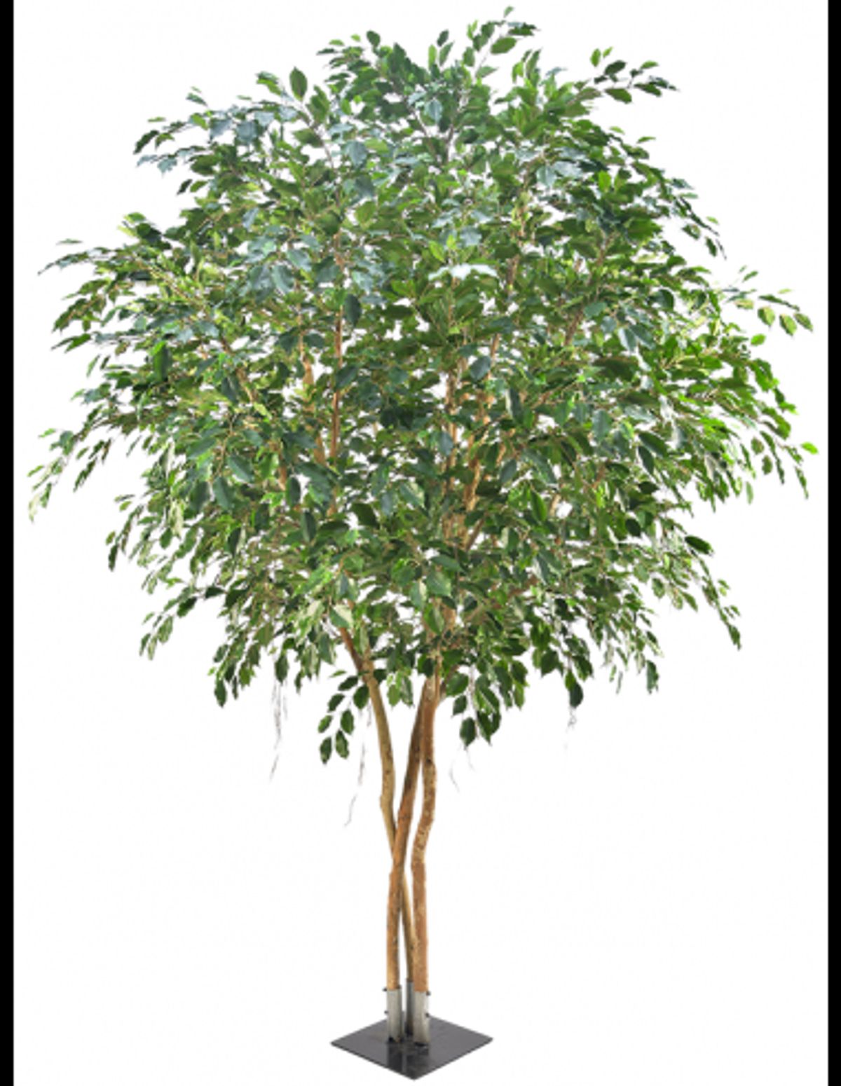 Kunstigt Ficus Exotica træ H400 cm