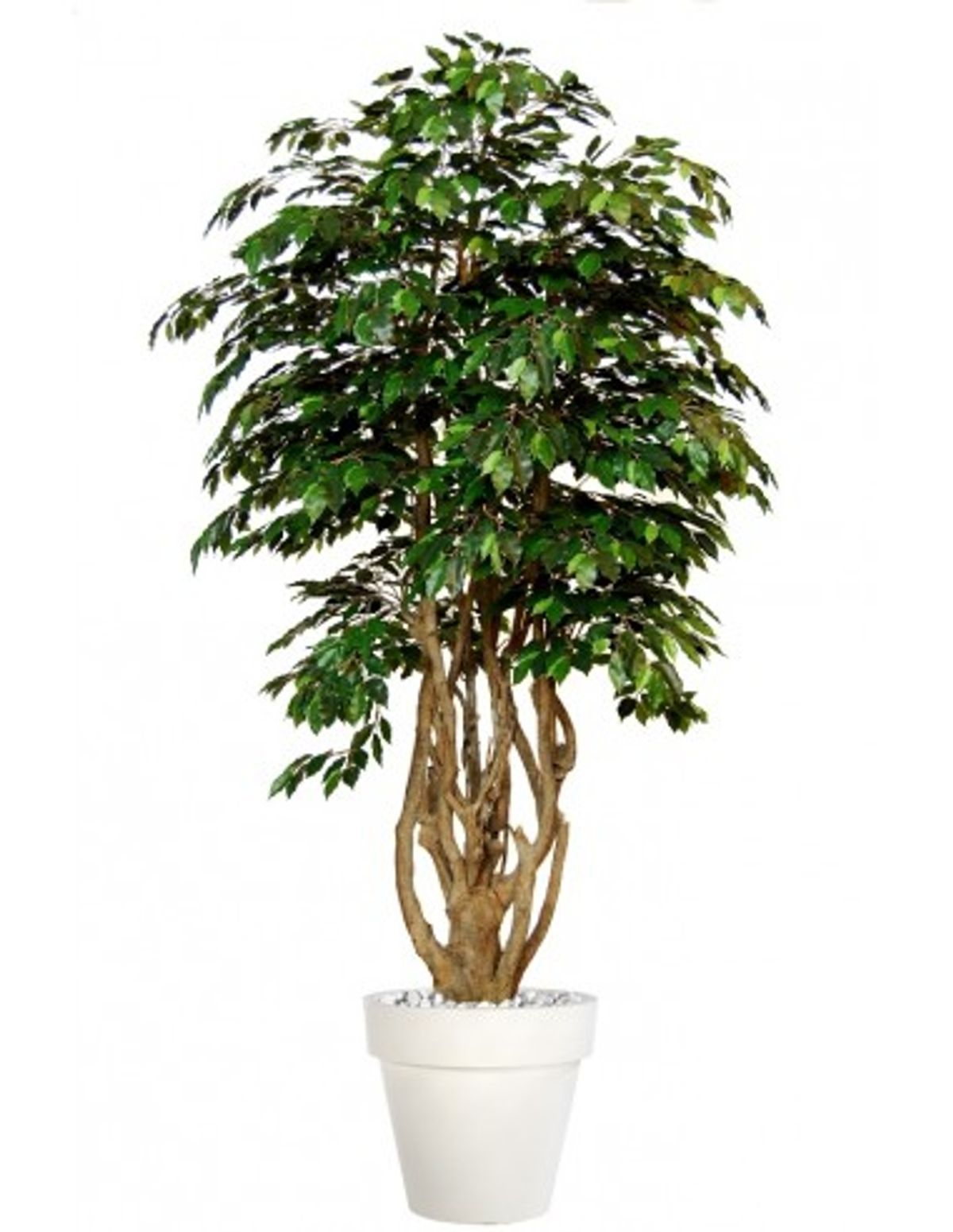 Stort kunstigt Ficus Exotica træ med potte H250 cm