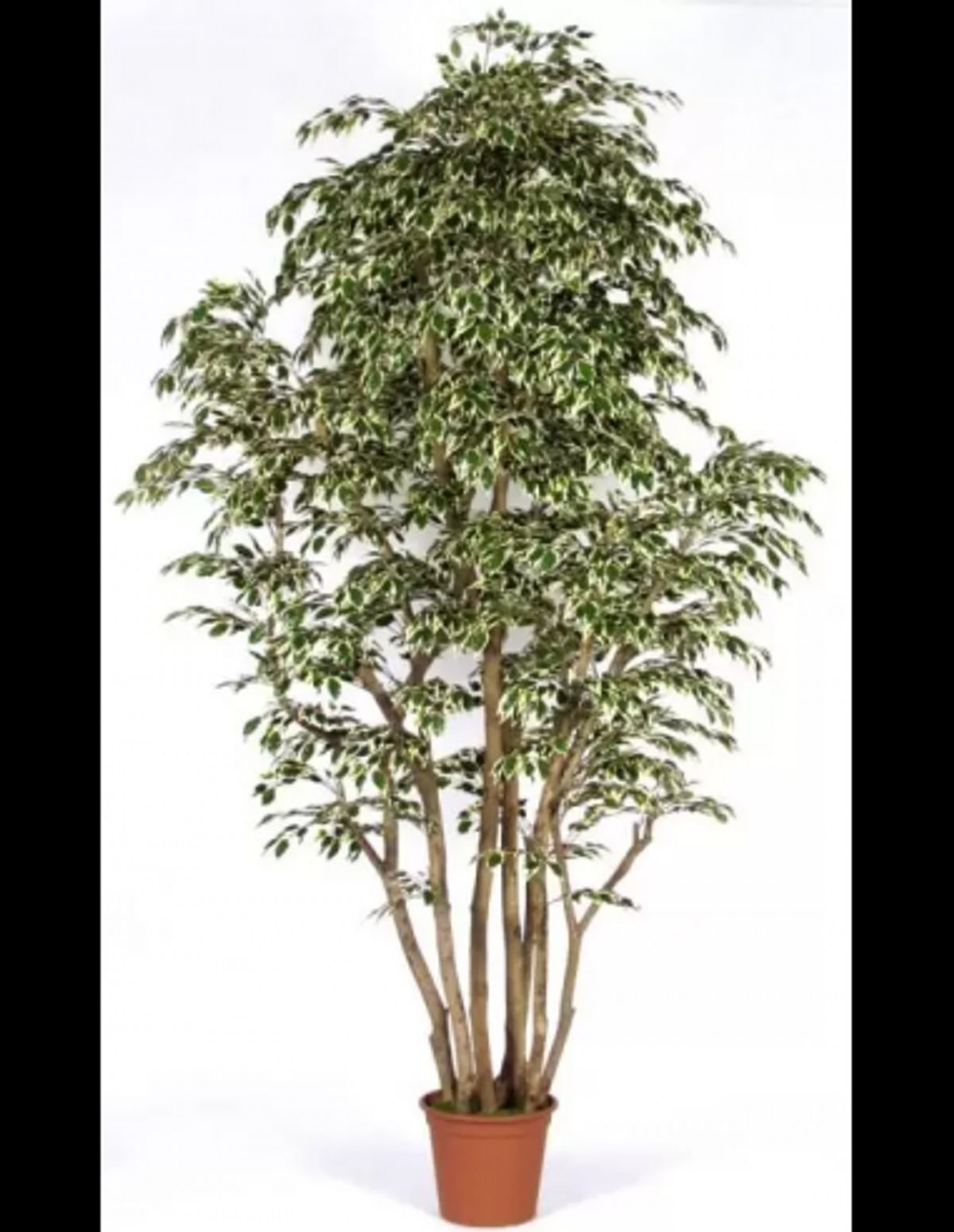 Stort kunstigt Ficus træ H250 cm