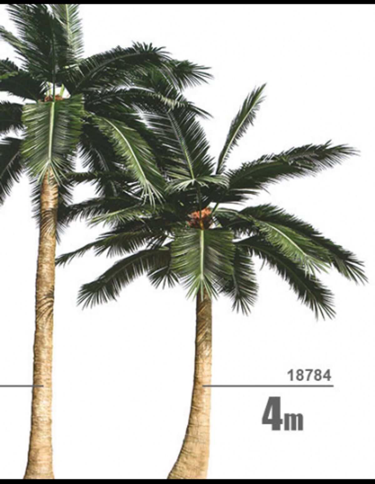 Stort kunstigt kokos palme træ H400 cm