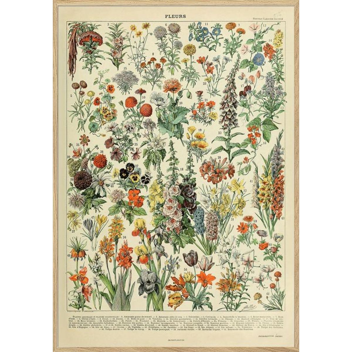 Adolphe Millot - Fleurs - Retroplakat med blomster