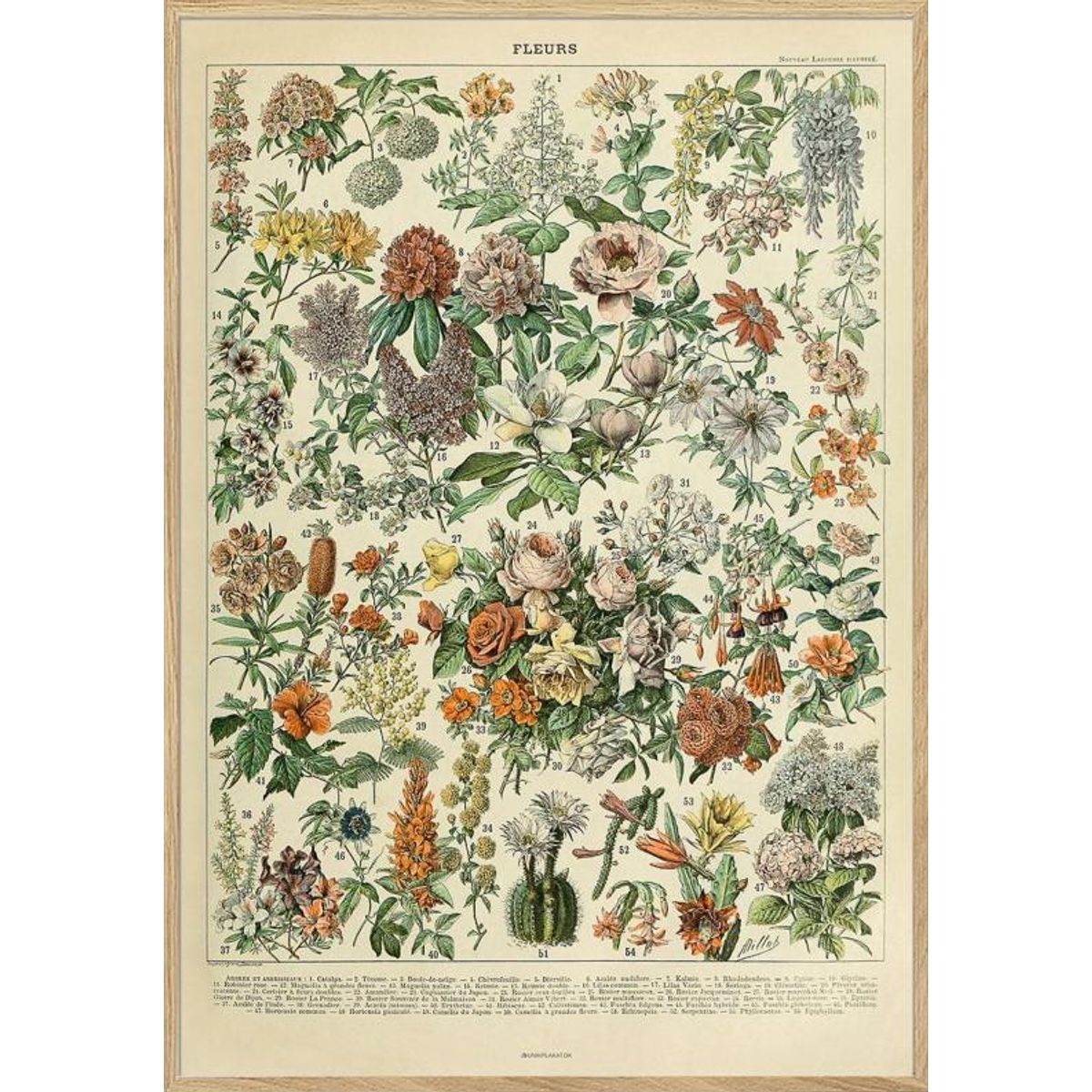 Adolphe Millot - Fleurs - Antik plakat med blomster