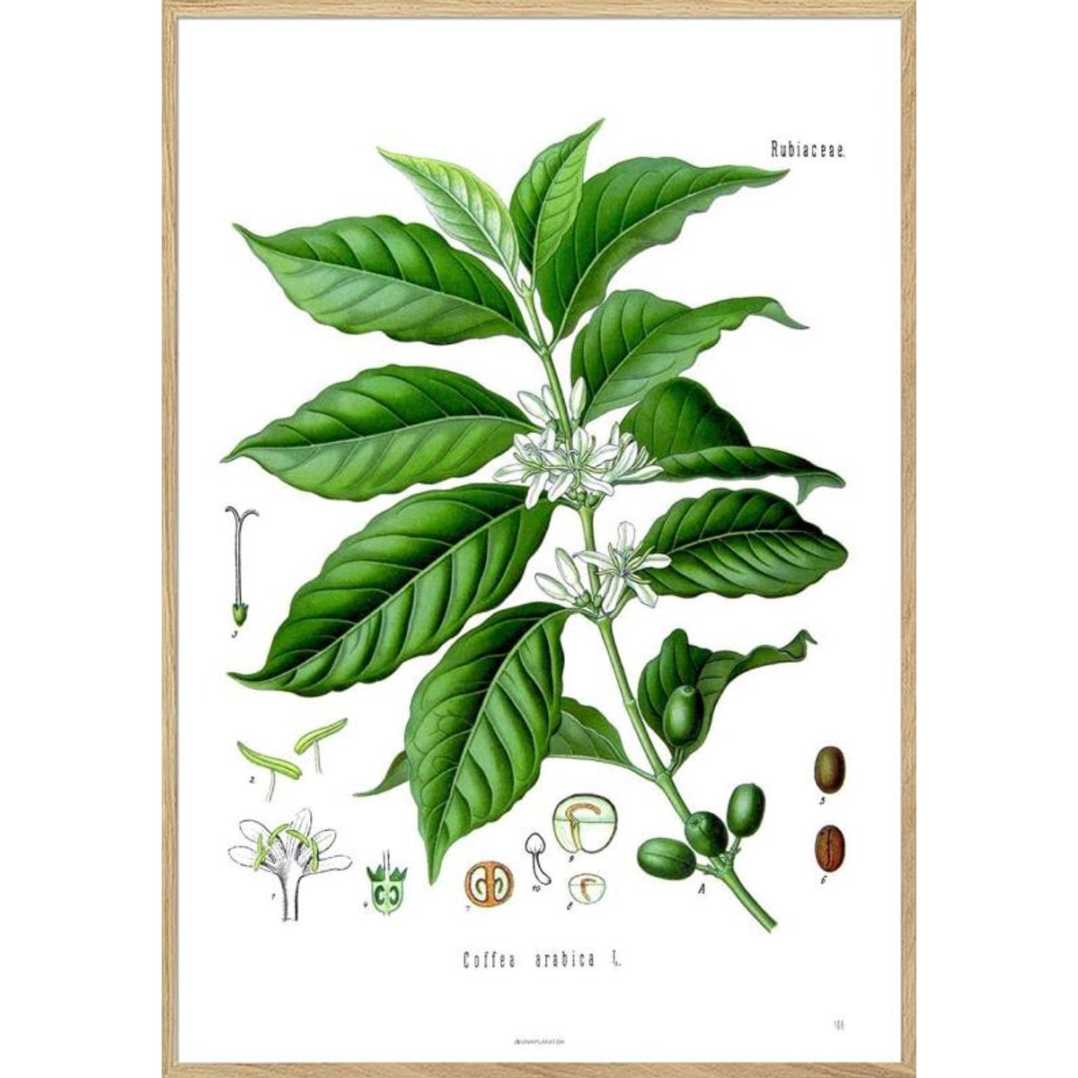 Köhlers Medizinal Pflanzen - Coffea Arabica - Antik plakat med kaffeplante