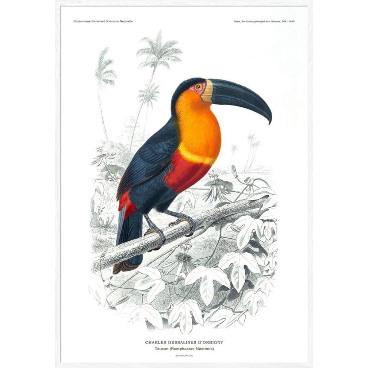 Tucan plakat - Charles Dessalines retroplakat