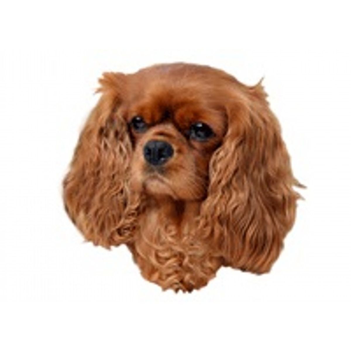 Cavalier King Charles Spaniel, Rød. Vælg: klistermærke, mm.