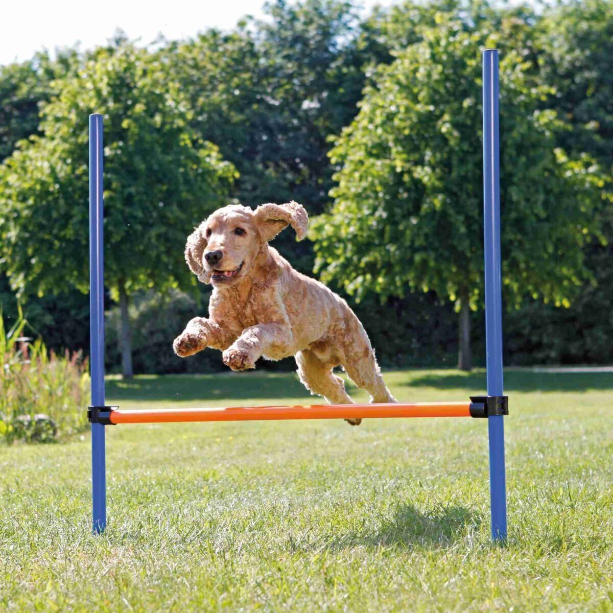 Agility Hurdle (Spring)