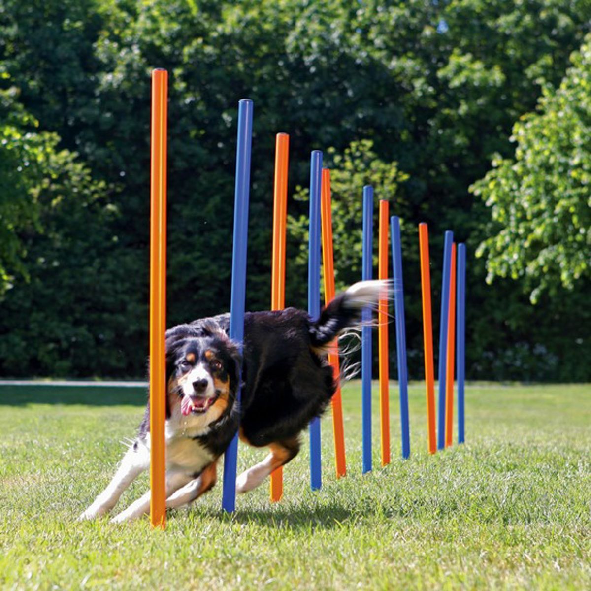 Agility Slalom-pinde, 12 stk. 115 cm